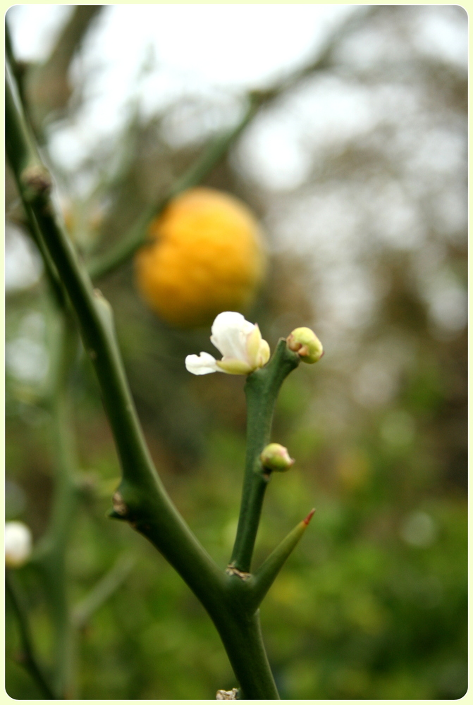 Herbstnah: Schwestern