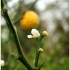 Herbstnah: Schwestern