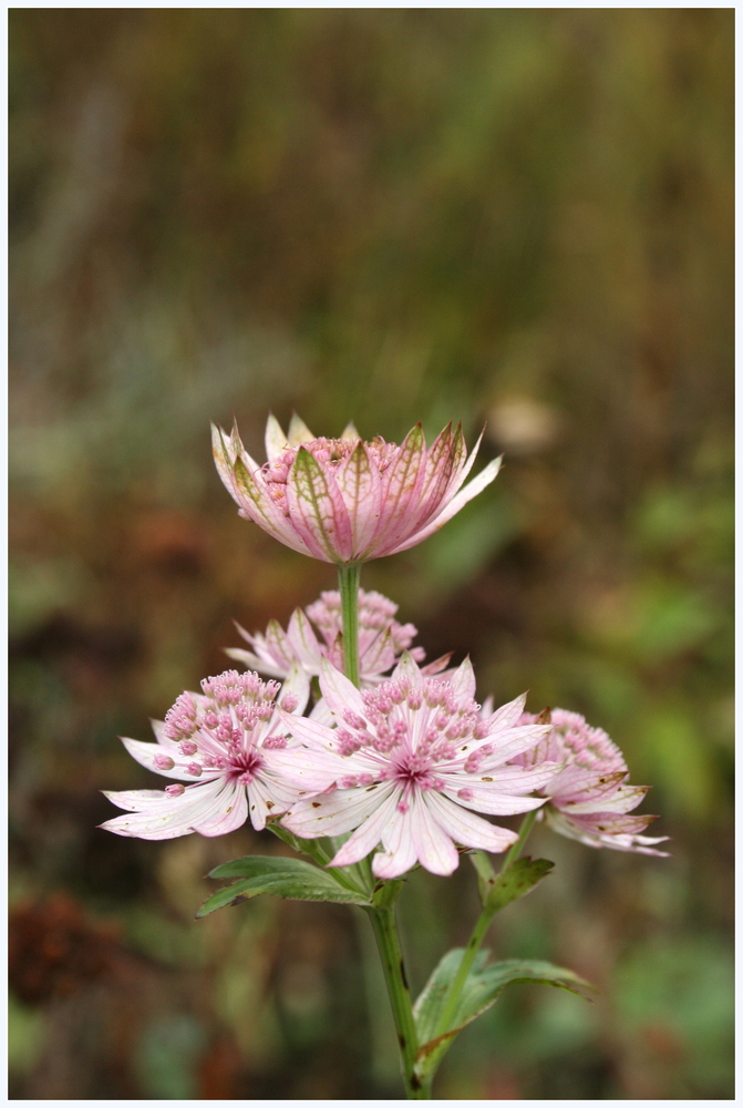 Herbstnah: Zartrosa