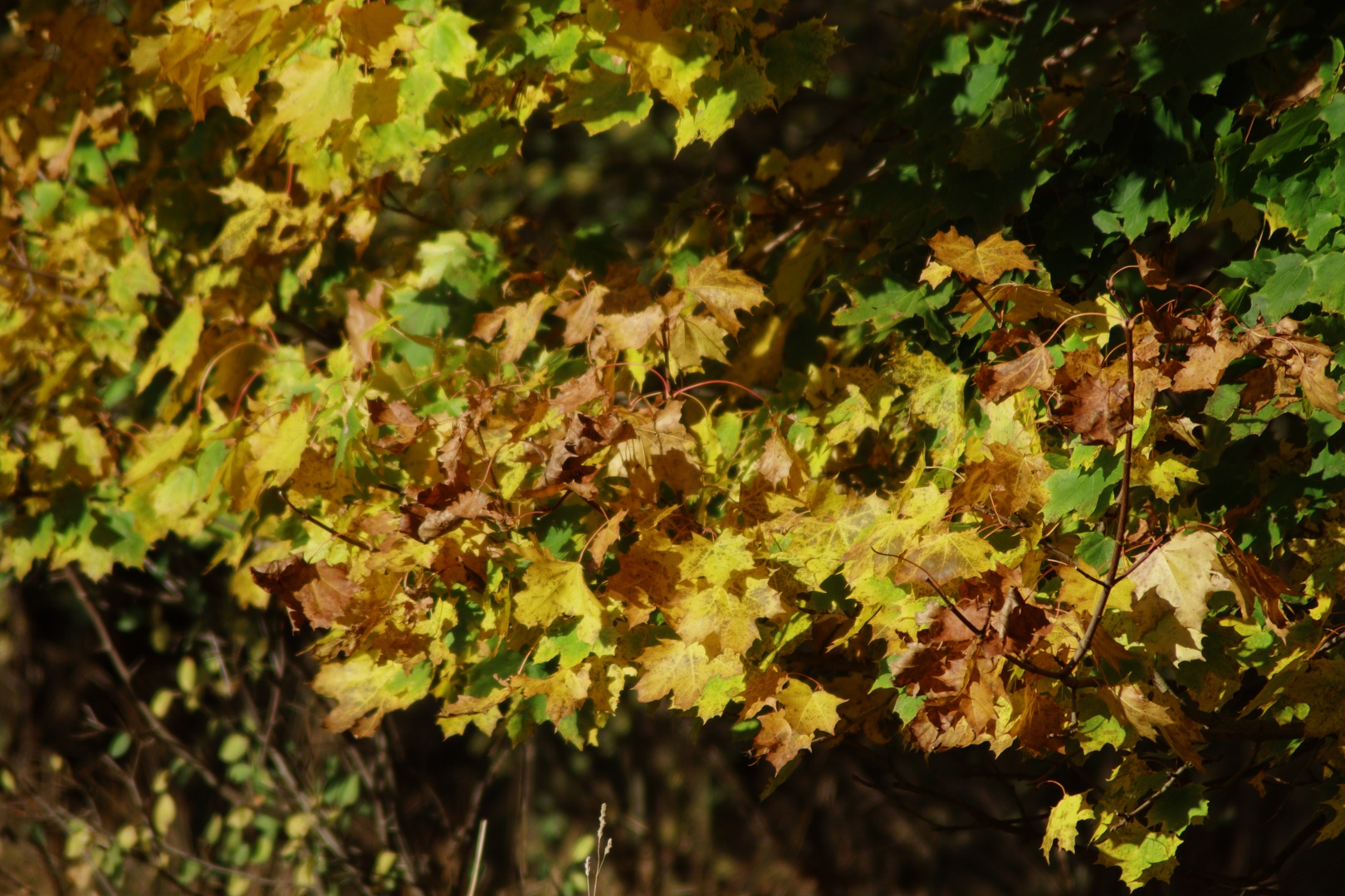 Herbstnatur in der Uckermark