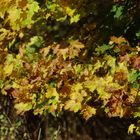 Herbstnatur in der Uckermark