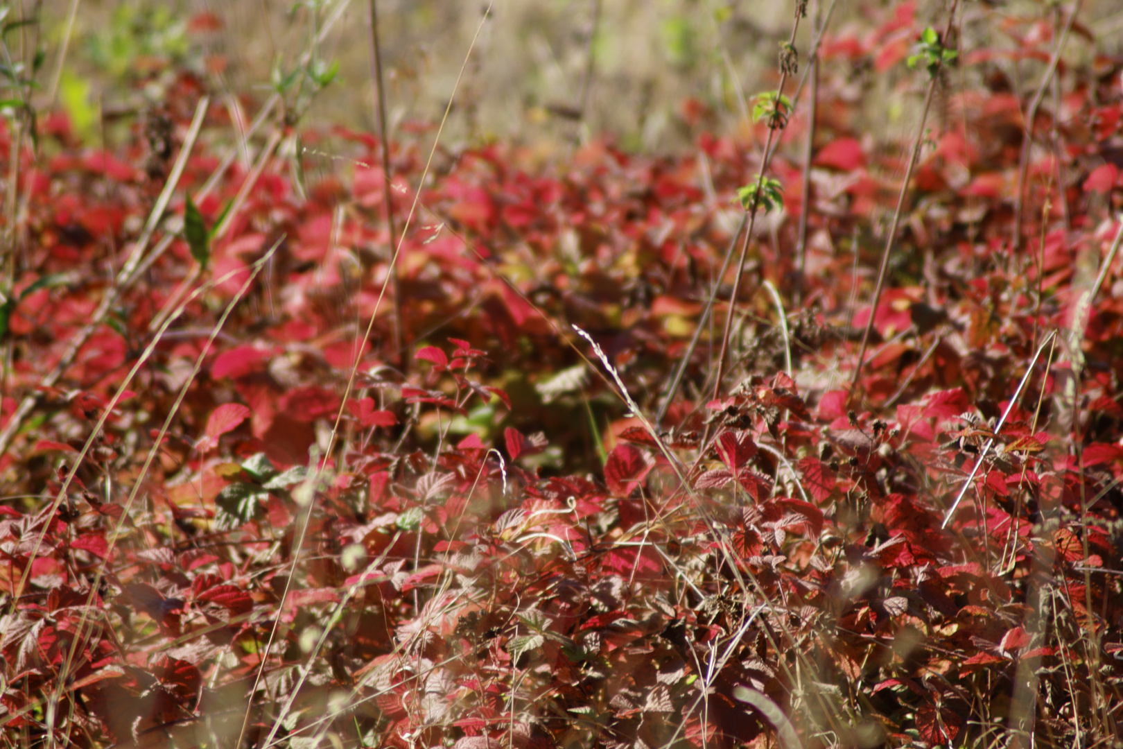 Herbstnatur in der Uckermark