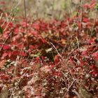 Herbstnatur in der Uckermark