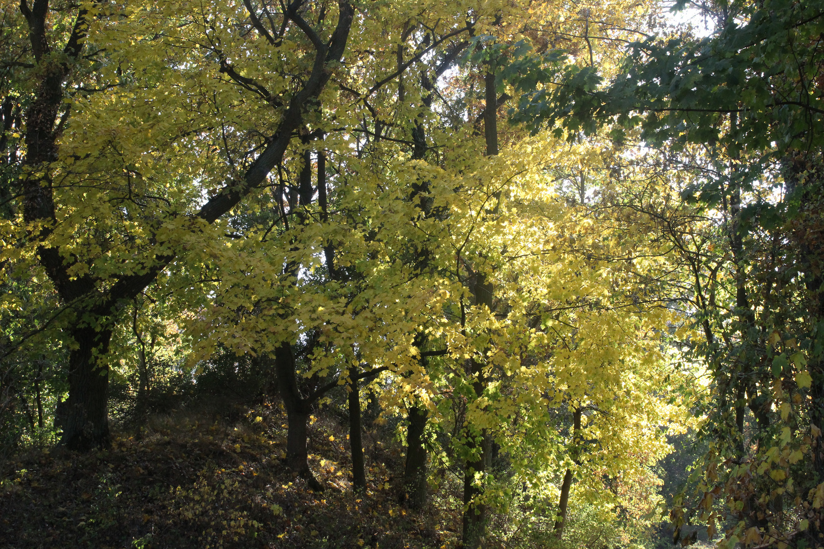 Herbstnatur in der Uckermark