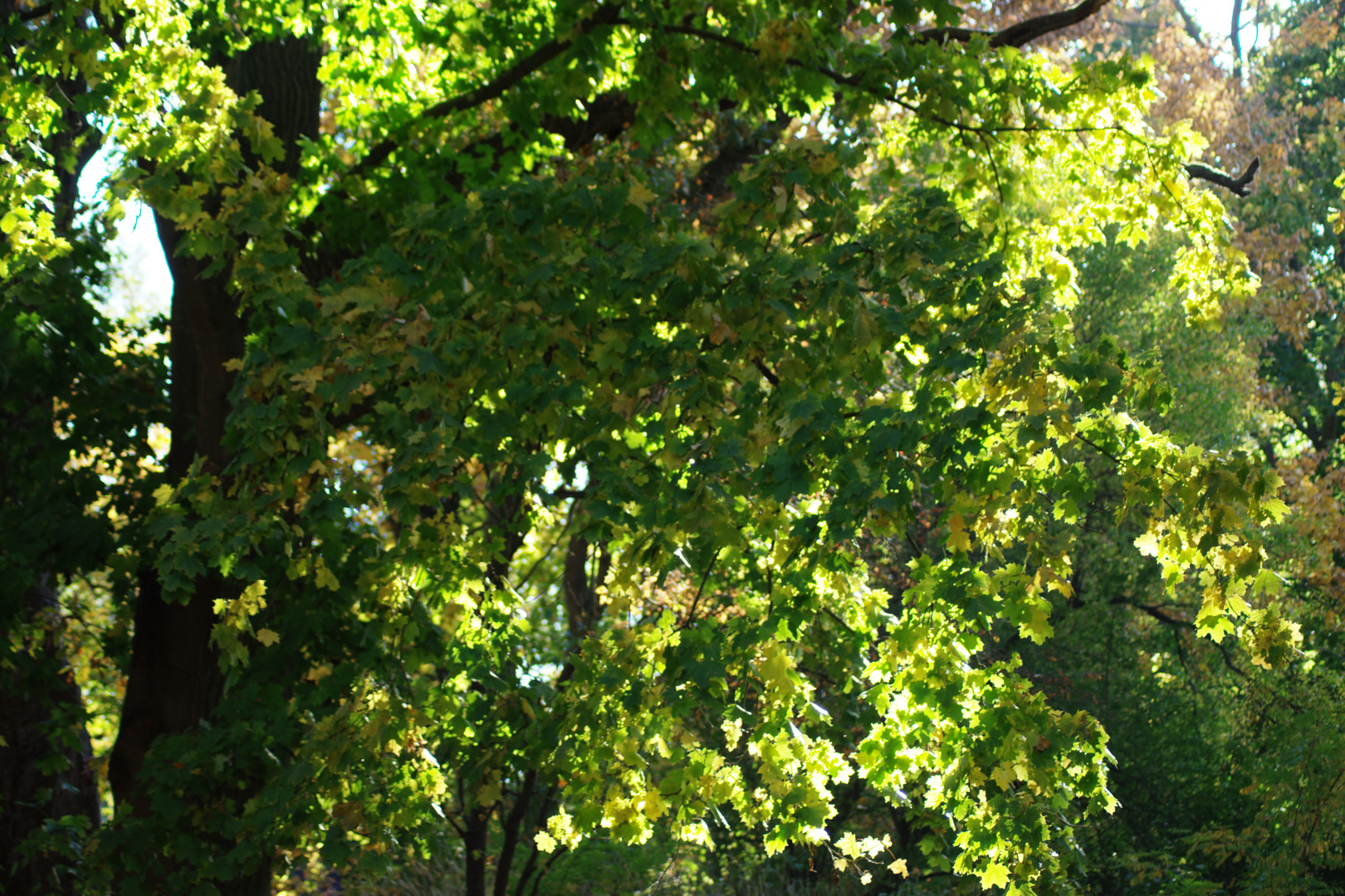 Herbstnatur in der Uckermark