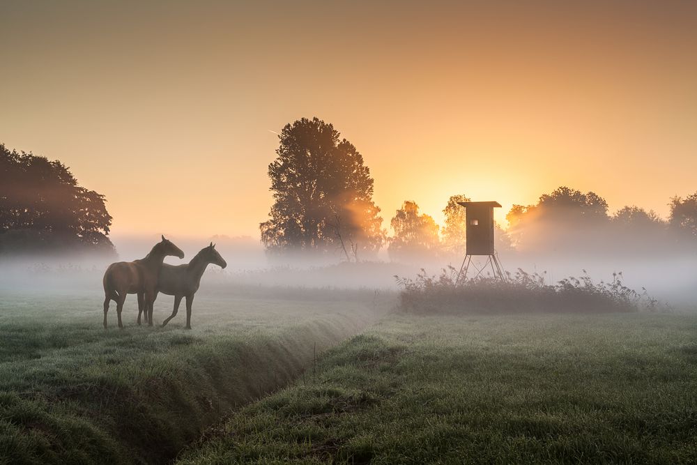 Herbstnebel