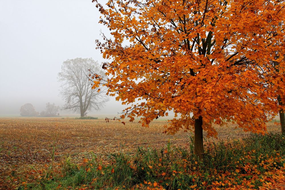 Herbstnebel...