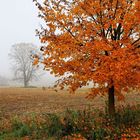 Herbstnebel...