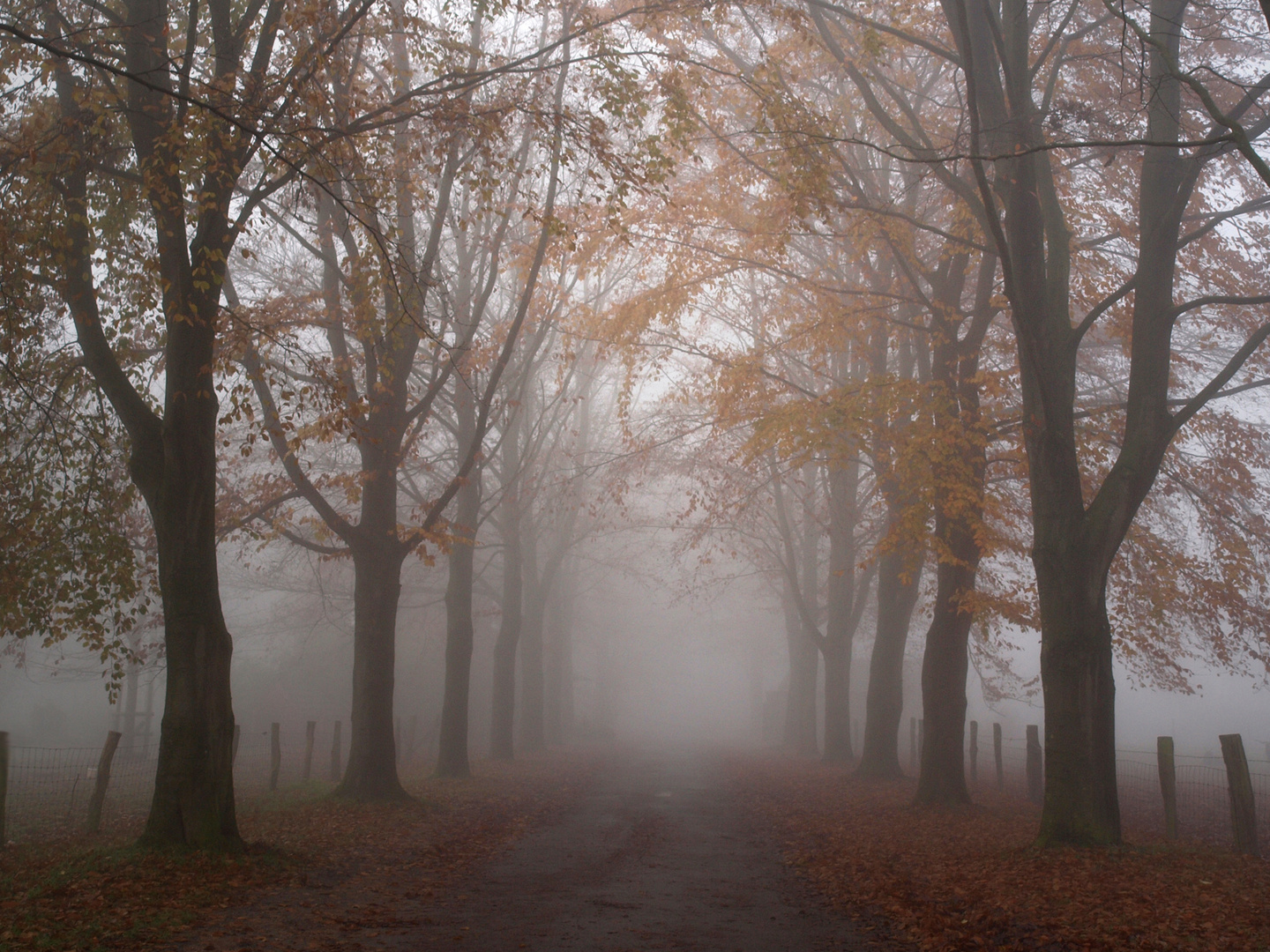 Herbstnebel ~