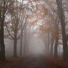 Herbstnebel ~