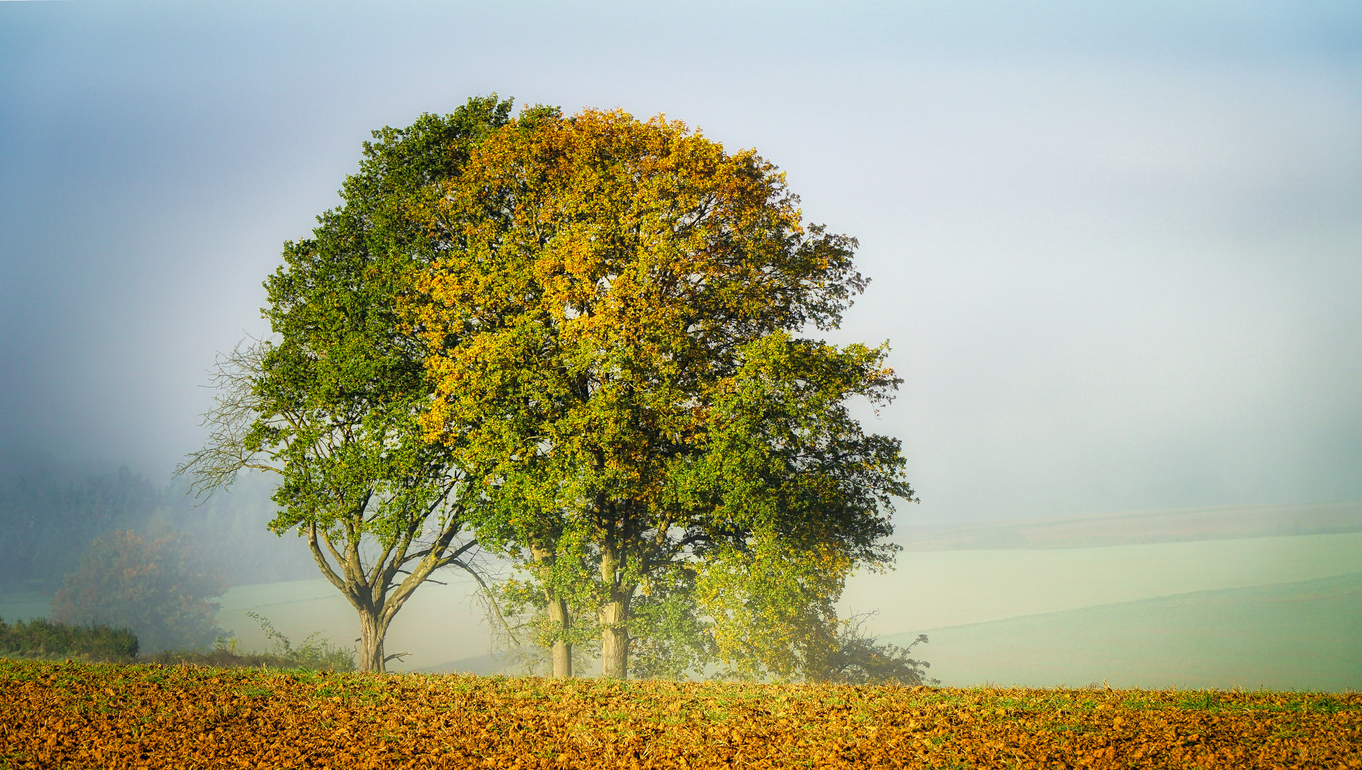 Herbstnebel