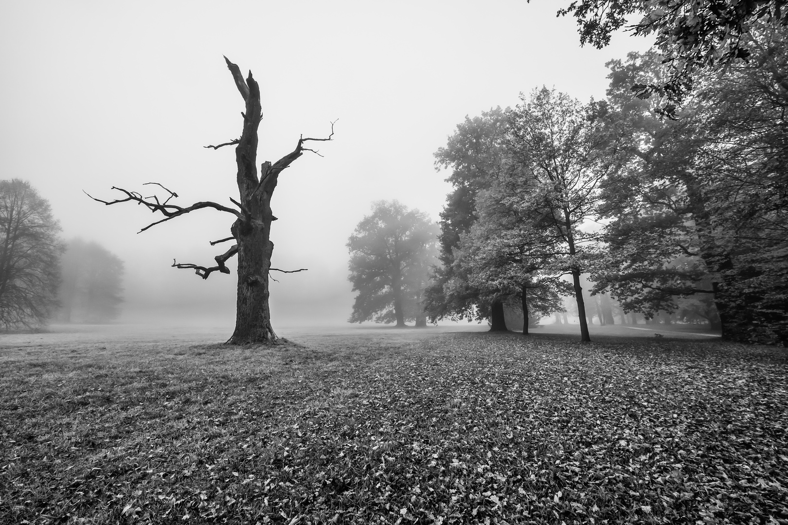 Herbstnebel