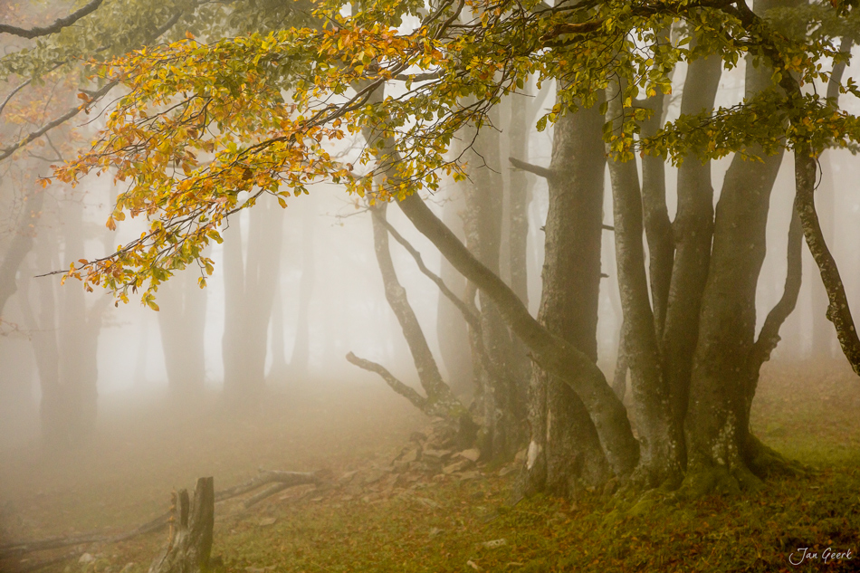 Herbstnebel