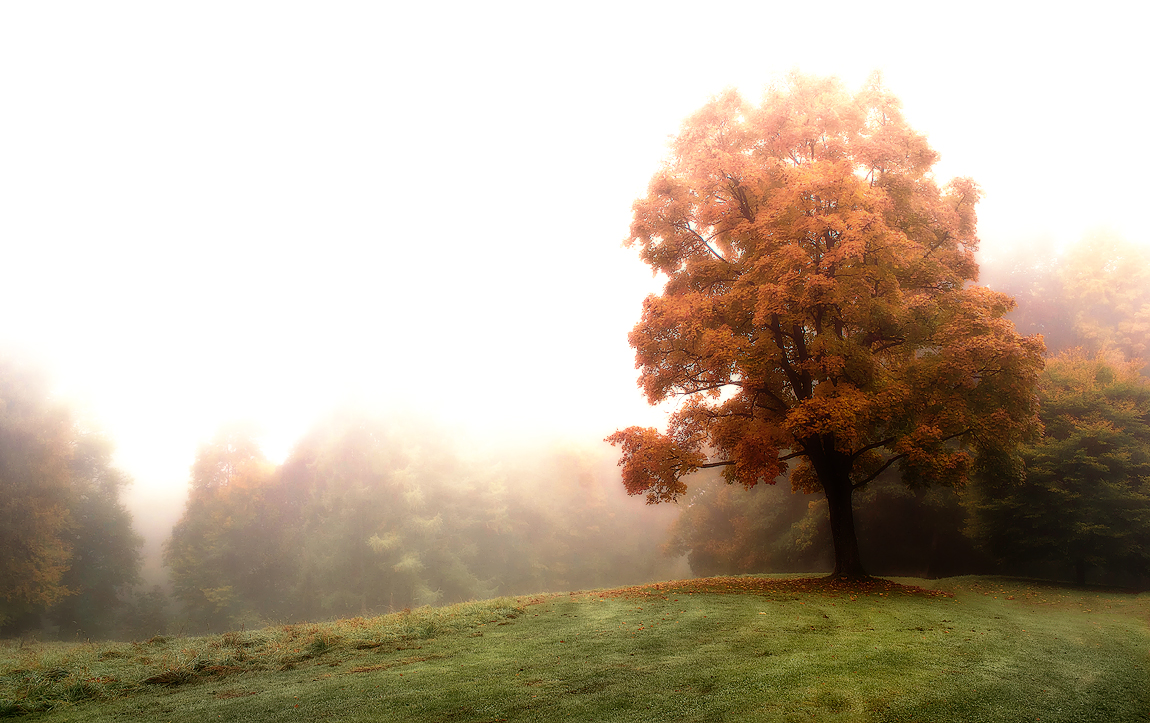 Herbstnebel