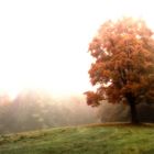 Herbstnebel