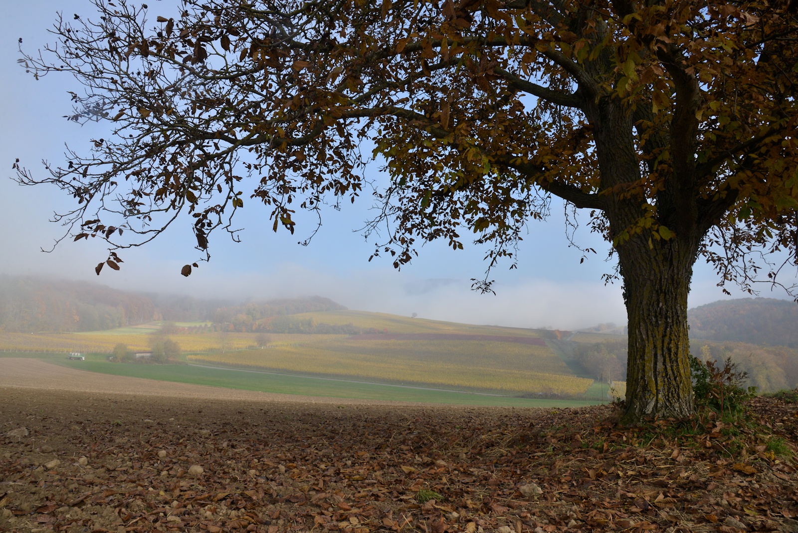 Herbstnebel