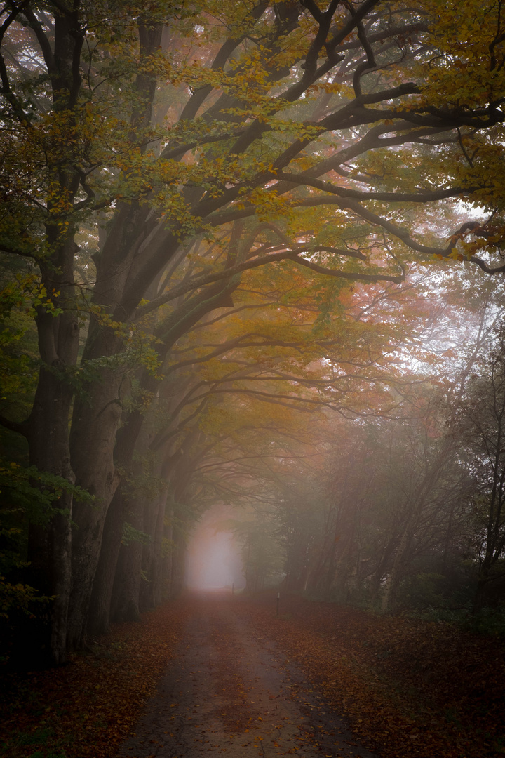 Herbstnebel