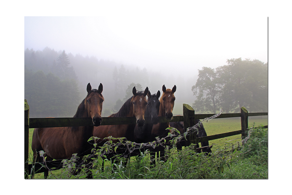 Herbstnebel