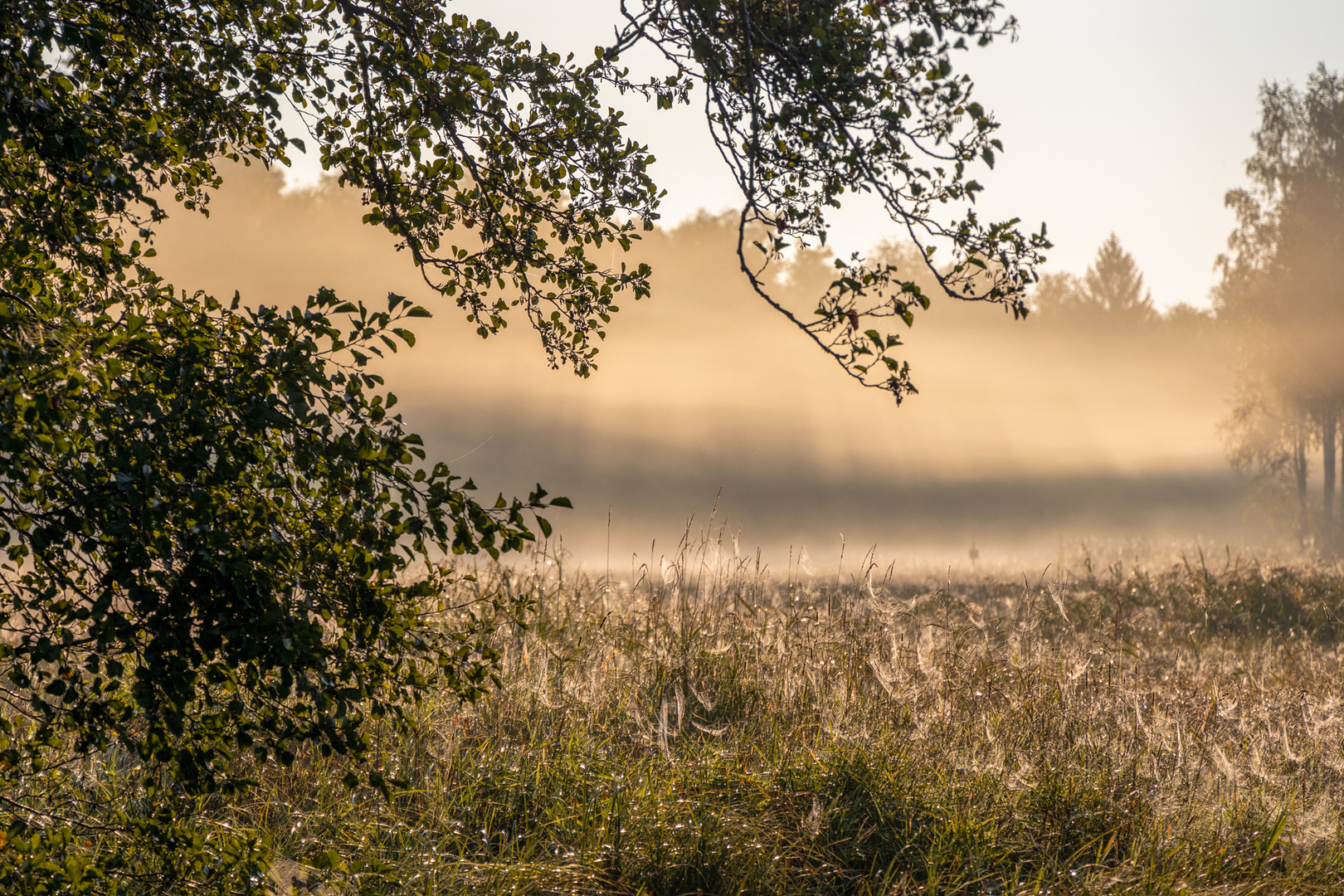 Herbstnebel