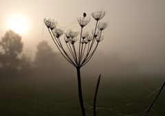 Herbstnebel