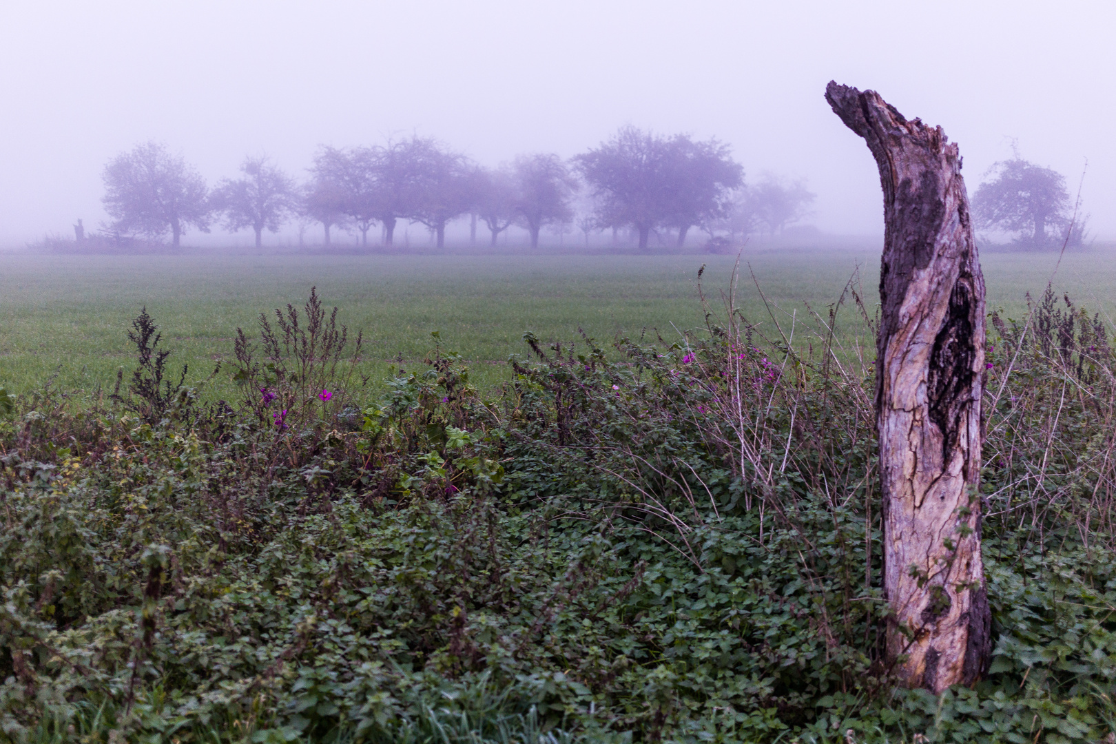 Herbstnebel 3