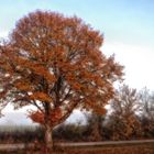 Herbstnebel