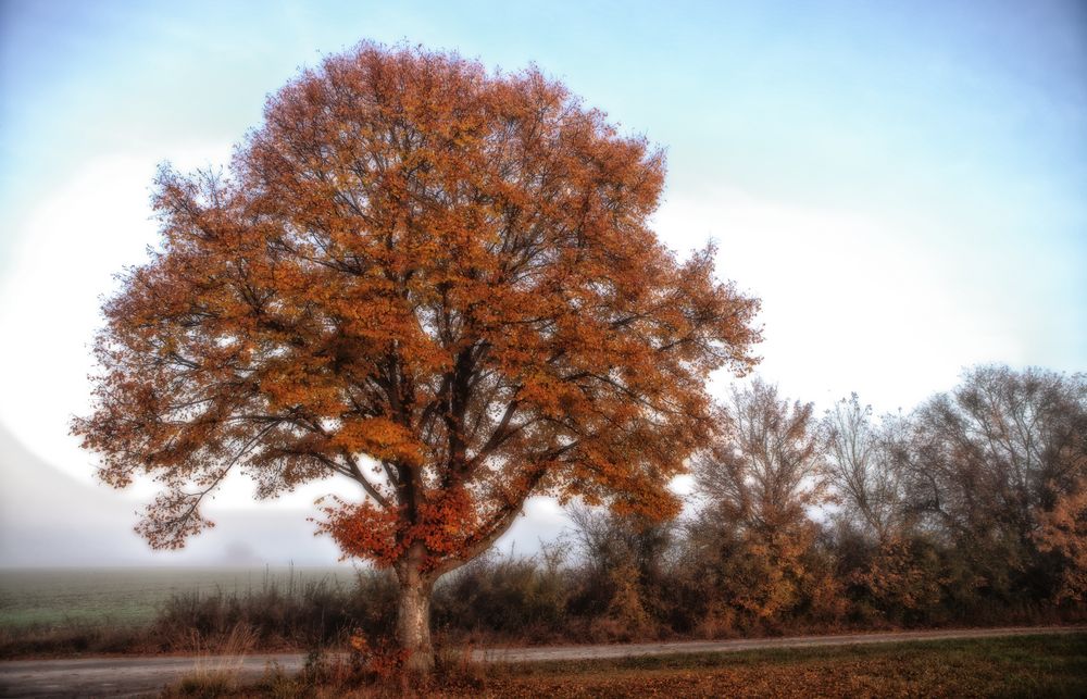 Herbstnebel