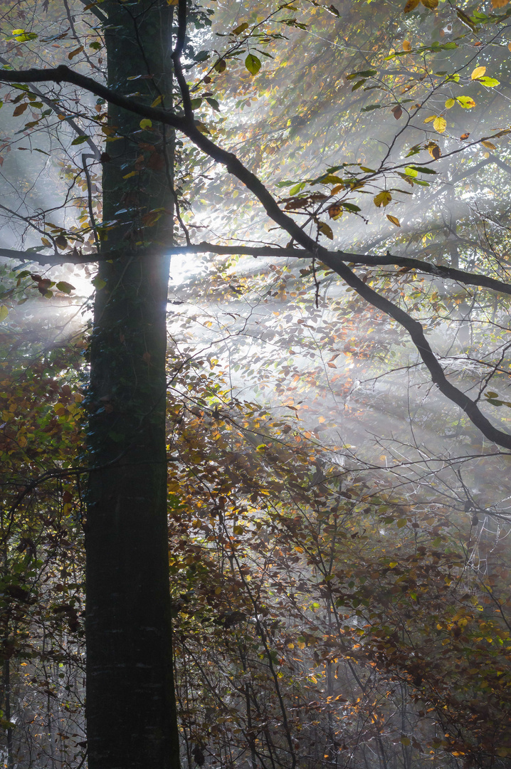 Herbstnebel