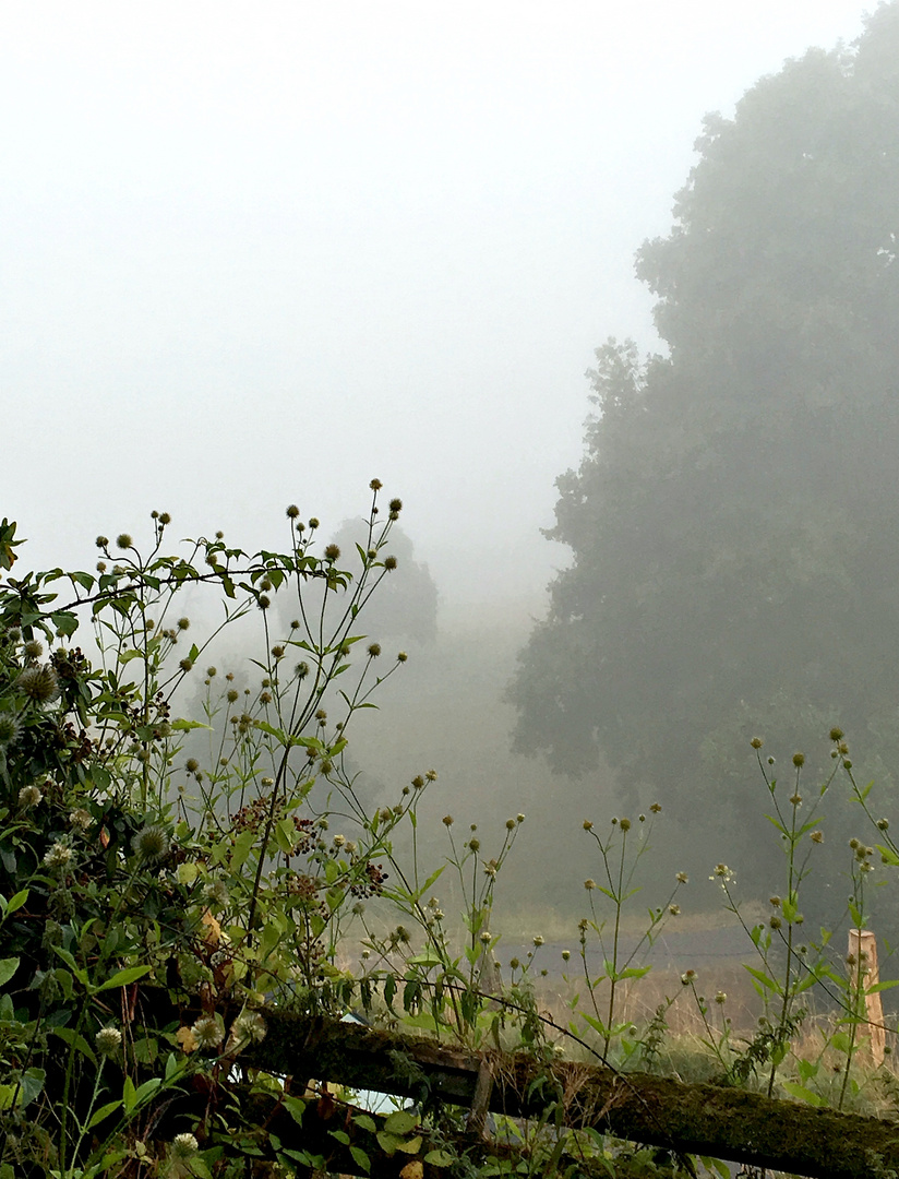 Herbstnebel