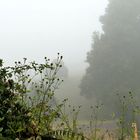 Herbstnebel