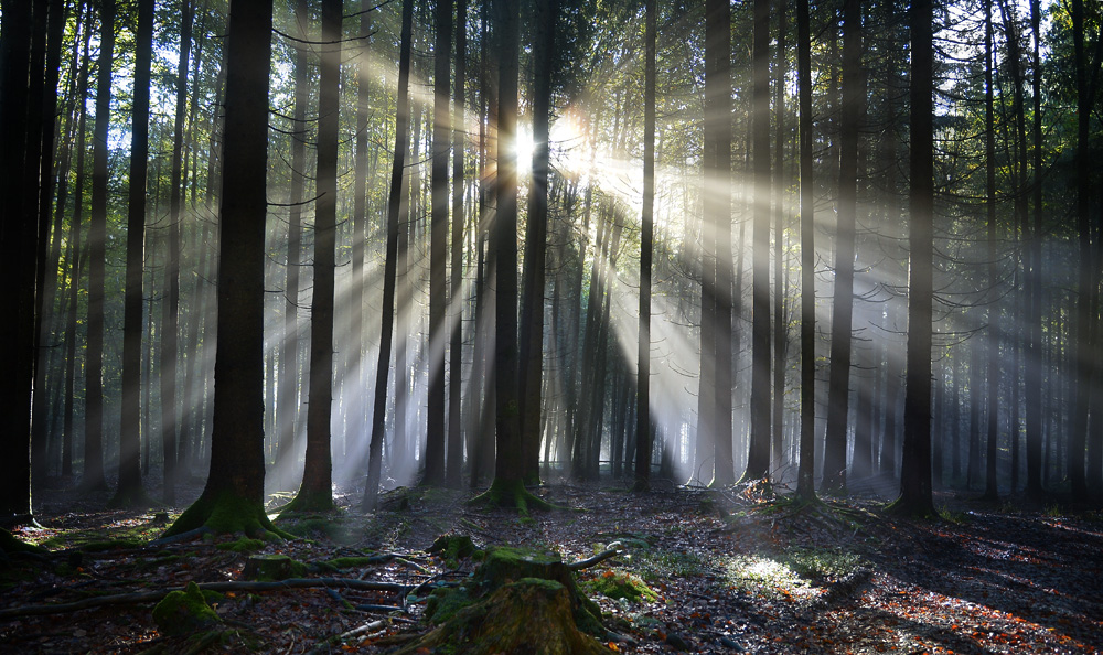 Herbstnebel