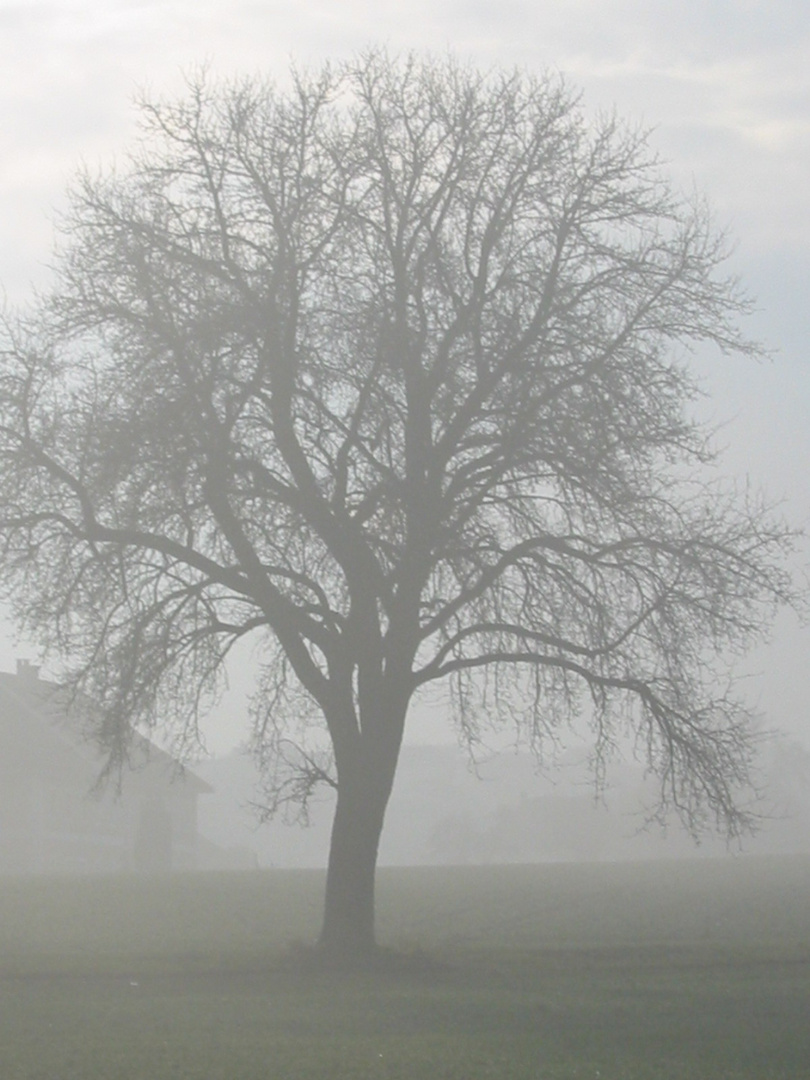 Herbstnebel