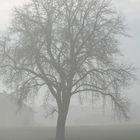 Herbstnebel