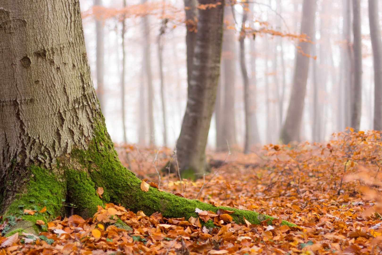 Herbstnebel