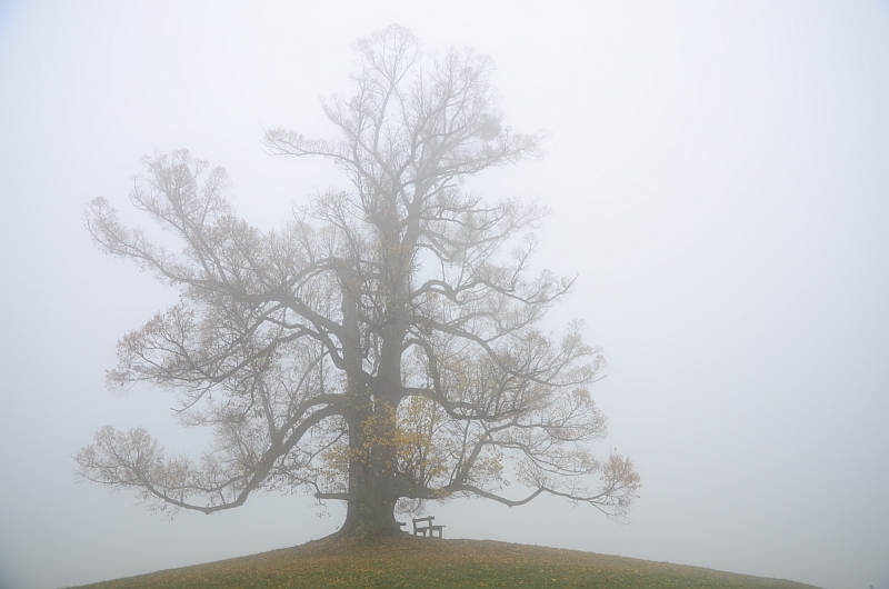 Herbstnebel