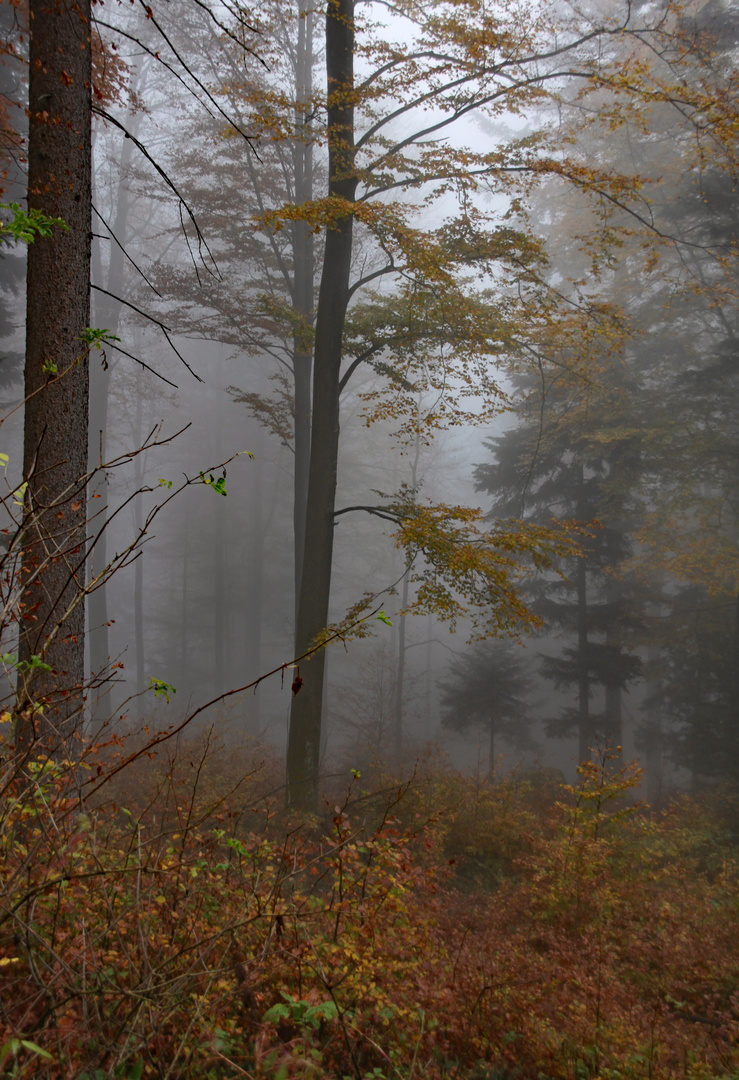 Herbstnebel