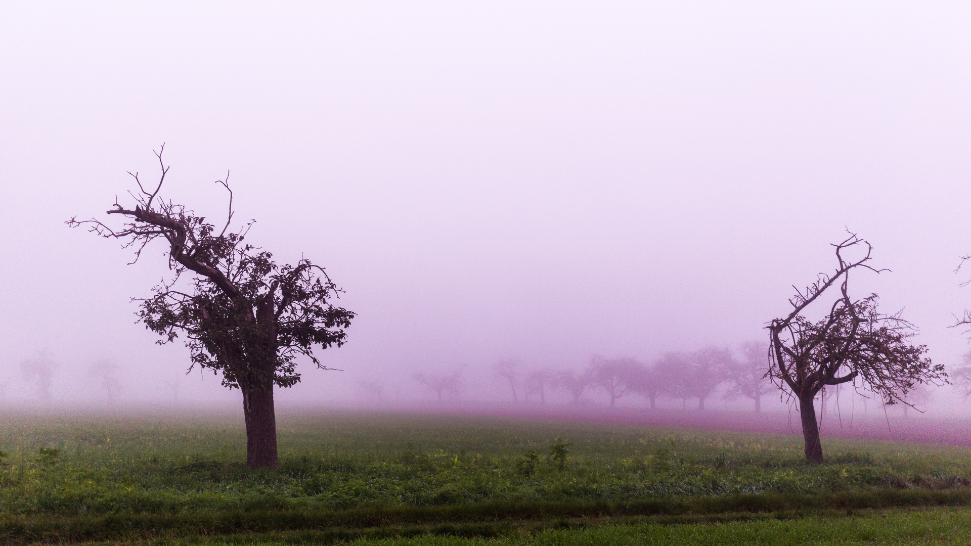 Herbstnebel 4