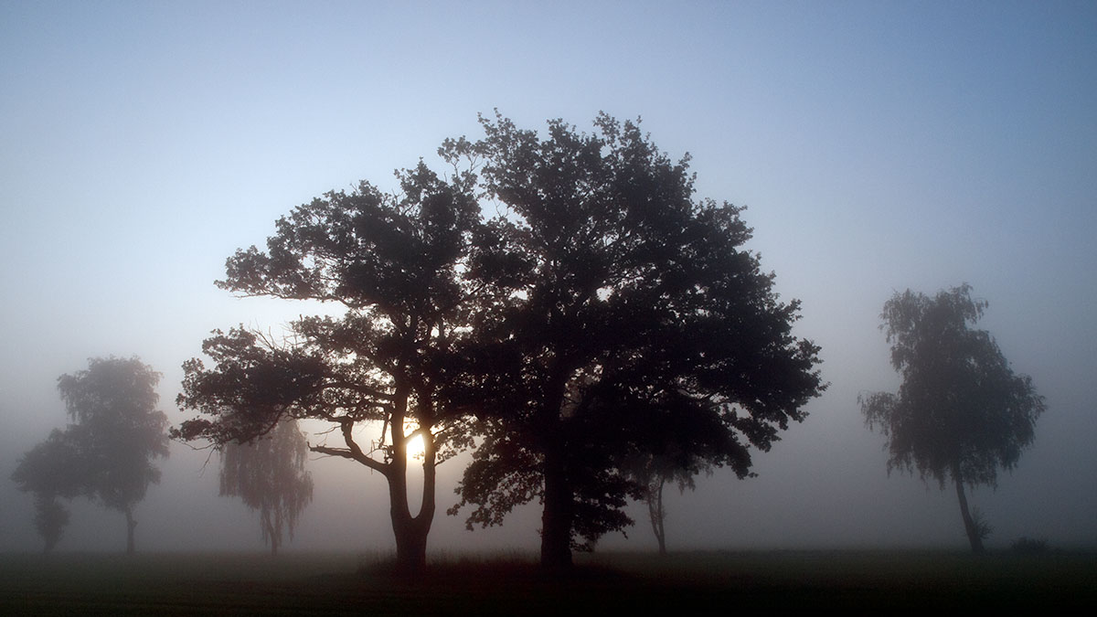 Herbstnebel