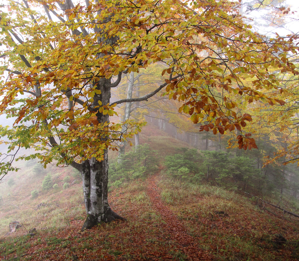 Herbstnebel