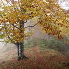 Herbstnebel