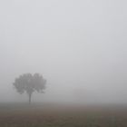 Herbstnebel