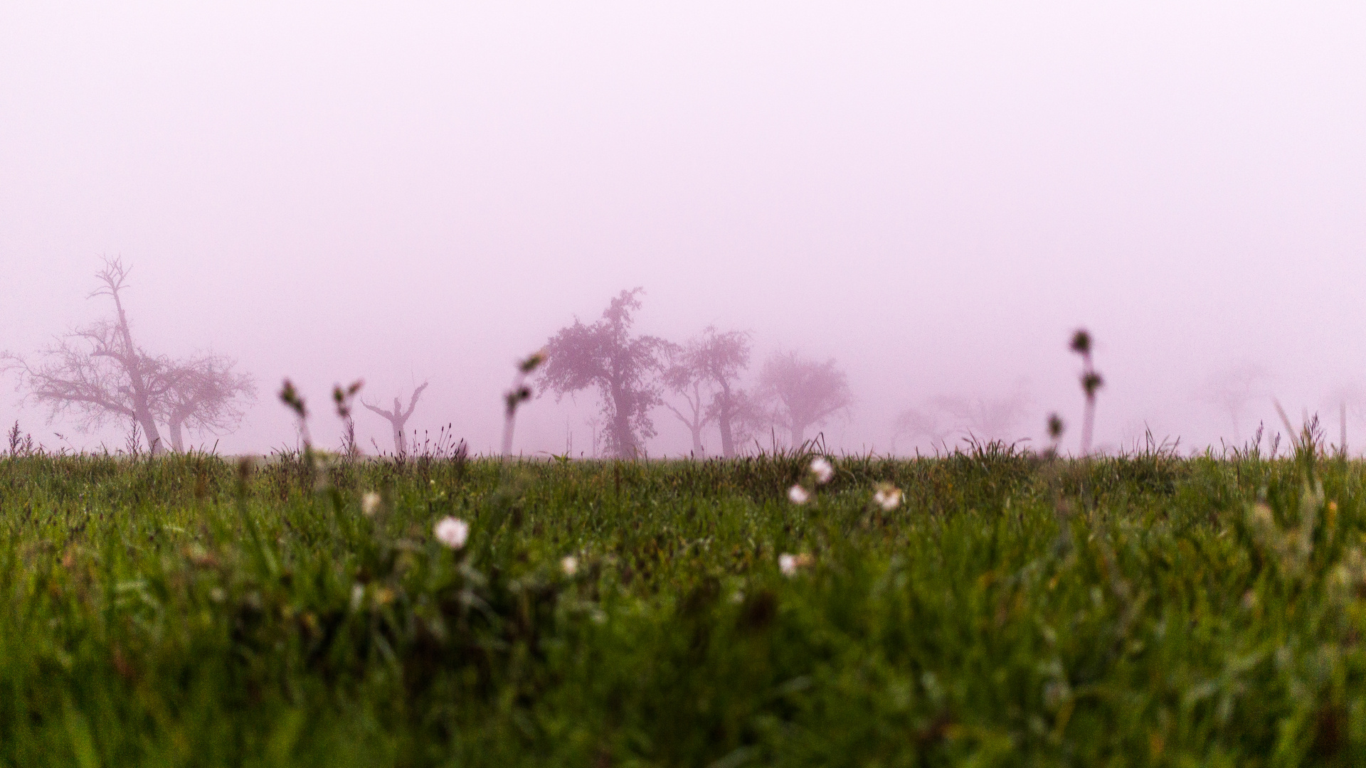 Herbstnebel 5