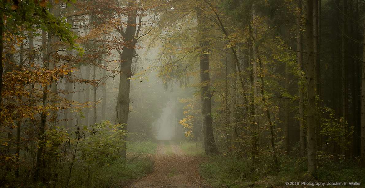 Herbstnebel