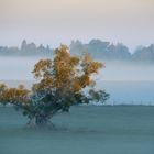 Herbstnebel...