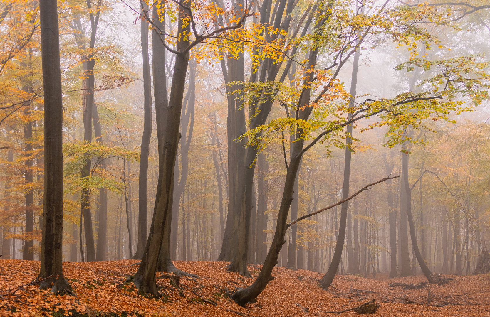 Herbstnebel