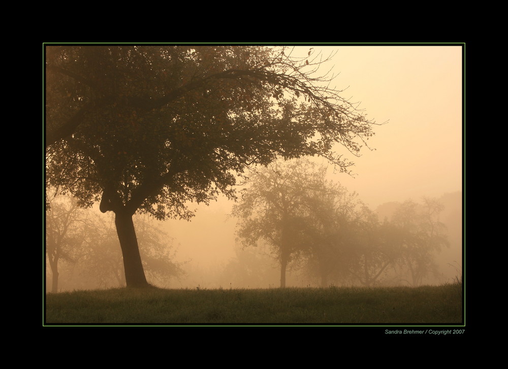 Herbstnebel