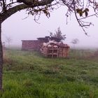 Herbstnebel 6