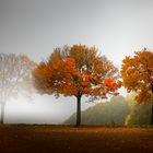 Herbstnebel