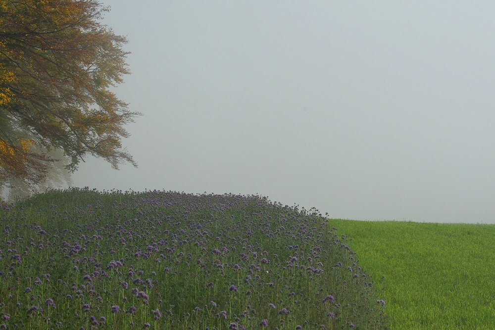 Herbstnebel