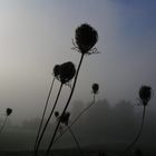 Herbstnebel